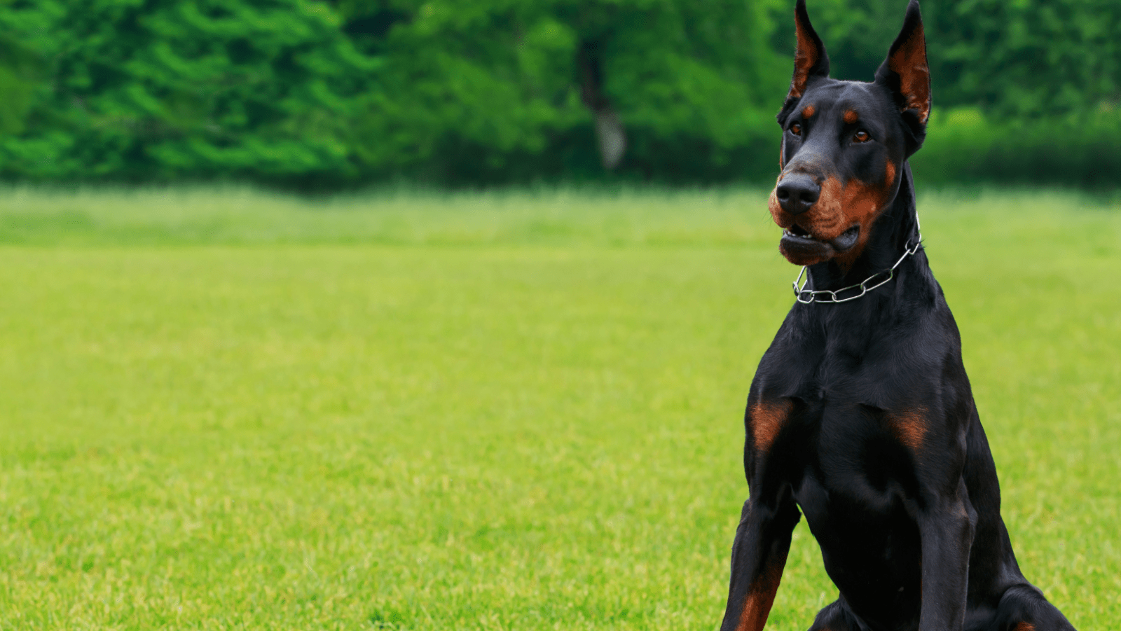 Doberman test wiedzy: poznaj tajemnice tej wyjątkowej rasy - Nasze-psy.pl